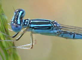 Double-striped Bluet